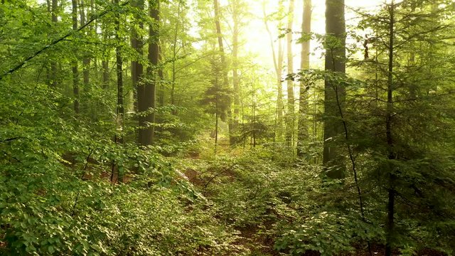 Beautiful morning in green forest - aerial shot
