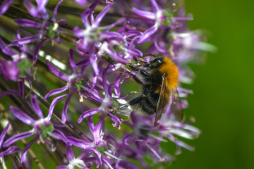 Fototapeta premium Tree Bumble Bee on a Mauve Allium flower