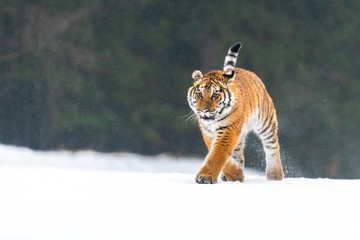 Siberian Tiger running in snow. Beautiful, dynamic and powerful photo of this majestic animal. Set in environment typical for this amazing animal. Birches and meadows