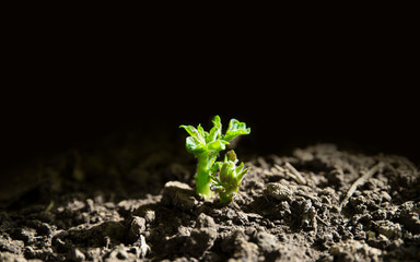 Hope-new life: a green seedling sprout from darkness