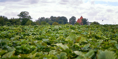 View over a green field with strawberry plants.