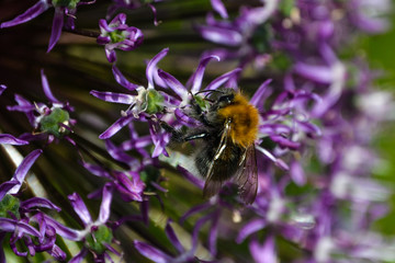 Tree Bumble Bee on a Mauve Allium flower