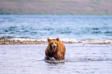 Ruling the landscape, brown bears of Kamchatka (Ursus arctos beringianus)