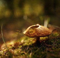 mushroom in the forest
