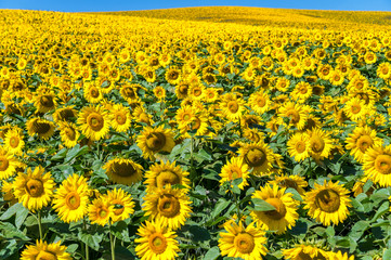 Sonnenblumenfeld mit zum horizont als sommerlicher Hintergrund