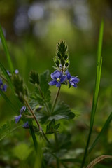 medicinal plant Veronica chamaedrys in spring