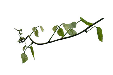 Bush grape or three-leaved wild vine cayratia (Cayratia trifolia) liana ivy plant bush, nature frame jungle border isolated on white background, clipping path included.