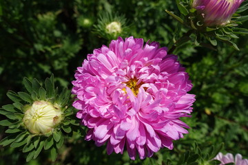 Closeup of pink flower head of China aster in mid August