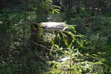 a web in a summer forest on a Sunny August day