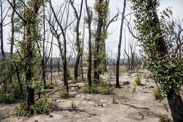 Fototapeta na wymiar Australian bushfires aftermath: eucalyptus trees recovering after severe fire damage in Currowan fire. Eucalyptus can re-sprout from buds under their bark or from a lignotuber at the base of the tree.