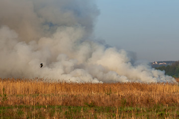 Fototapeta na wymiar picturesque view of smoke on peat field - fire nature