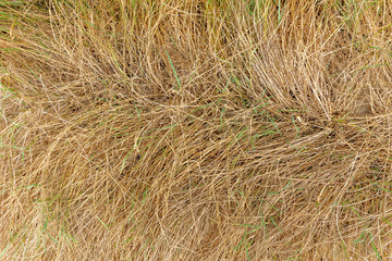 Dry grass with scattered green stalks as a background