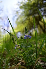 medicinal plant Veronica chamaedrys in spring