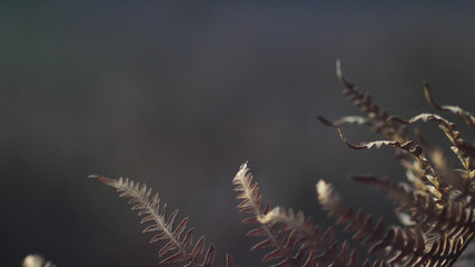 Feuilles de fougère évoluant dans un décor macabre et sombre