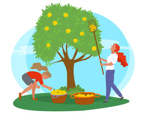 Young girls near tree picking yellow apples with fruit picker and putting them in straw baskets isolated on white. Harvest in orchard vector illustration. Pick apples concept. Flat cartoon