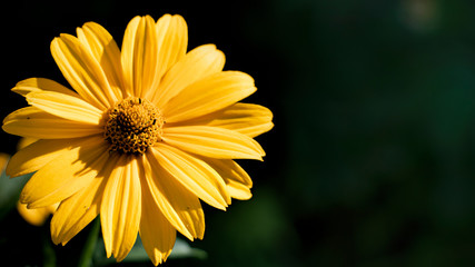 Yellow flower. Flowers in the garden.Heliopsis. Sunflower family. Wild yellow chamomile flower. It is called a false sunflower. Close-up