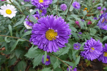 Fototapeta premium Flowering purple semi double China asters in September
