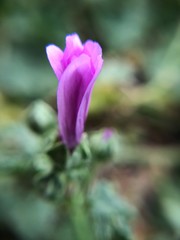 purple flower in spring