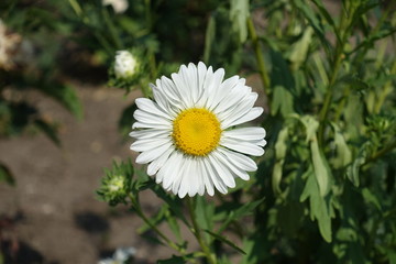 Fototapeta premium Single white flower of China aster in September