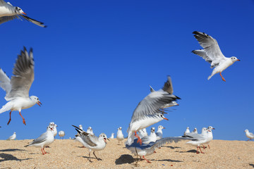 flock of seagulls on sandy coast