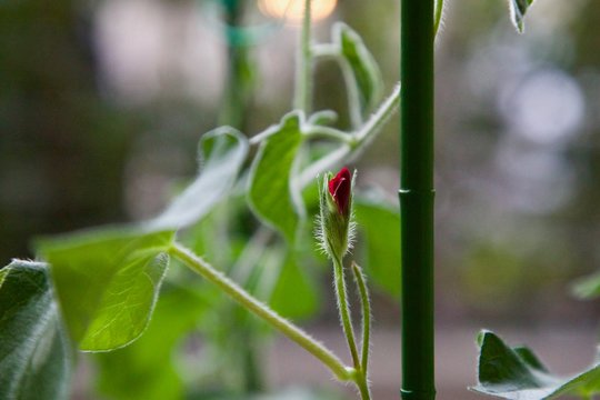 1 8 件の最適な 朝顔の蕾 画像 ストック写真 ベクター Adobe Stock