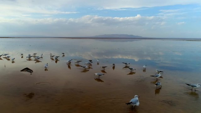 Drone shot of walking  seagulls on the wetland to looking  for food and view of sky reflection picture the wet ground 