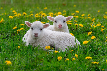 Obraz premium Die Ostpreußische Skudde mit Lamm 