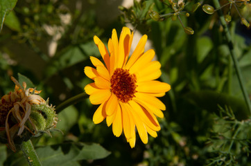 yellow flower