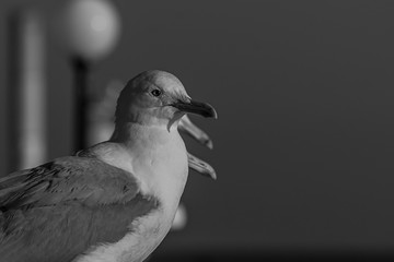 The Caspian gull (Larus cachinnans) is a large gull and a member of the herring and lesser black-backed gull complex. The Caspian gull breeds around the Black and Caspian Seas.
