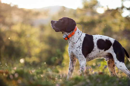 Dog english pointer