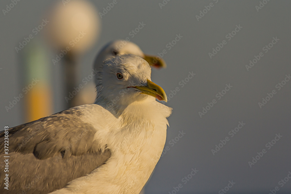 Wall mural the caspian gull (larus cachinnans) is a large gull and a member of the herring and lesser black-bac