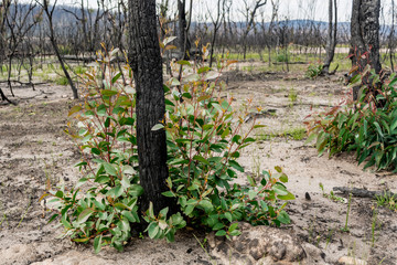 Australian bushfires aftermath: eucalyptus trees recovering after severe fire damage in Currowan fire. Eucalyptus can re-sprout from buds under their bark or from a lignotuber at the base of the tree