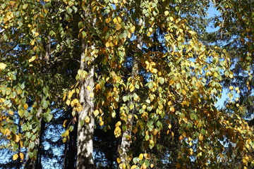 Multicolored leaves of birch tree in mid October