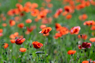 Fototapeta premium Papaver rhoeas common poppy seed bright red flowers in bloom, group of flowering plants on meadow, wild plants