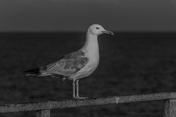 The Caspian gull (Larus cachinnans) is a large gull and a member of the herring and lesser black-backed gull complex. The Caspian gull breeds around the Black and Caspian Seas.