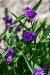Tradescantia virginiana the Virginia spiderwort purple violet flowering plants, three petals flowers in bloom