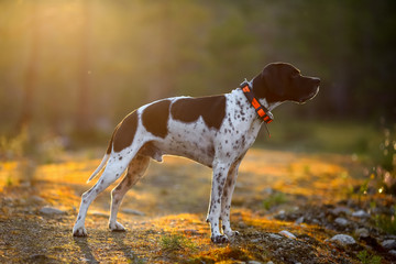 Dog english pointer