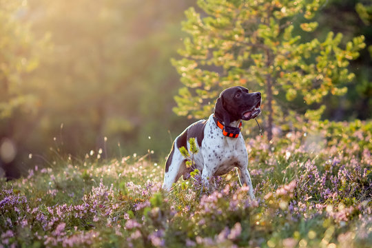 Dog english pointer