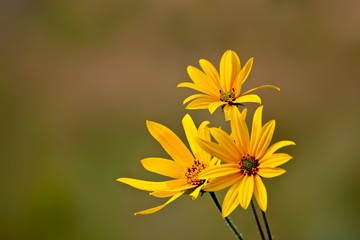 Bright yellow Jerusalem artichoke flowers on a restrained green background. Selective focus.