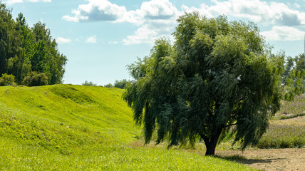 Fototapeta premium a large lone tree in a field