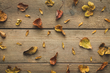 Autumn Leaves On White Wooden Planks - 372231473