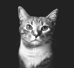 black and white cat © Nucule