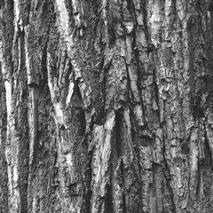 Obraz premium blackwhite tree bark