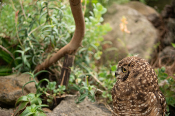 凛々しいフクロウ