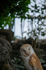 凛々しいフクロウ