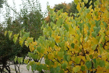 Yellowish green foliage of cercis canadensis in October