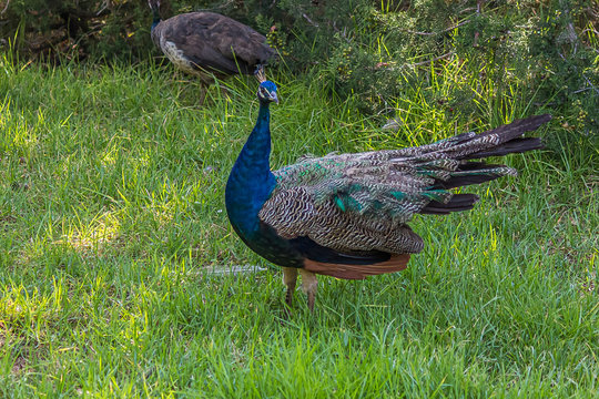 The Indian peafowl (Pavo cristatus), also known as the common or blue peafowl, is a peafowl species native to the Indian subcontinent. It has been introduced to many other countries.