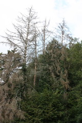 Abgestorbene Tannen in der Natur bei Sonnenlicht und blauen Himmel
