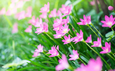 Fototapeta na wymiar Pink flowers.