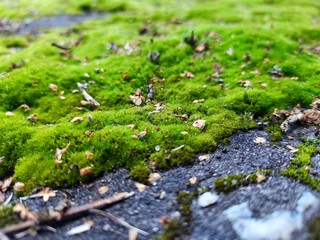 moss on the stone